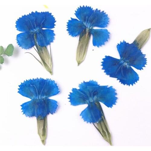 50pcs/2*3cm,Nature Pressed Canaion Flowers with stem,Eternal flowers for DIY Wedding invitation Craft Photo Bookmark Gift Card