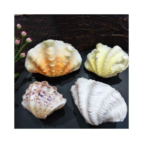 Shells Natural conch shell ornaments fish tank aquarium ashtray flower pot fruit plate couple lotus scallop shellfish 10/30cm