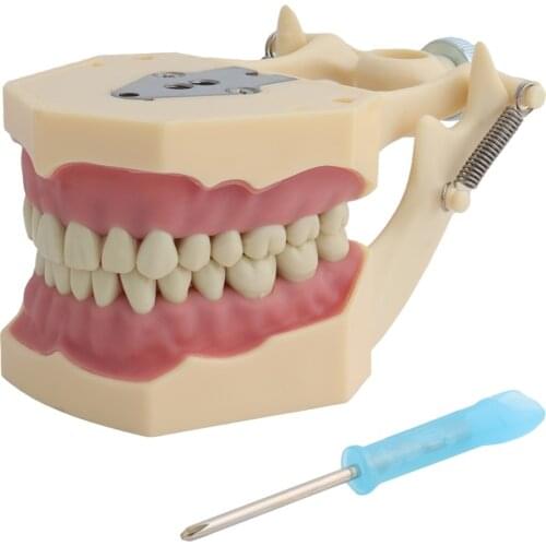 Frasaco Style Dental Model Teeth Model Dental Teaching Model Standard Model with 32pcs Screw-in Teeths Demonstration