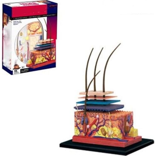 Mini Human skin assembly model 19 pcs Assembled Human Anatomy Model Gift for Children