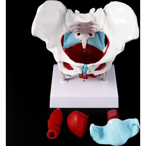 Female Pelvis Pelvic Floor Muscle Model Uterus Ovary Muscle Teaching Resources Educational Supplies Removable X3UE