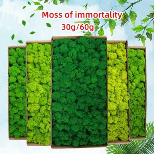 High quality artificial green plant immortal fake flower Moss grass home living room decorative wall DIY flower mini accessories
