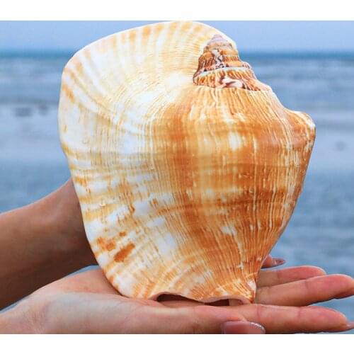 New Buddhas Ear Sea Snail Natural Super Large Conch Shell Ear Snail Craft Home Decoration Succulent Flower Pot Ornaments Crafts