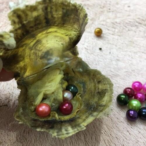 NEW Akoya Oyster With 4 AAA Grade 6-7mm Round Dyed Pearls 4 Vibrant Akoya Pearls Mini Monster Pearl Party Gifts 5pcs FP403