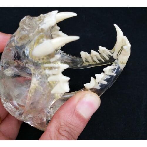 Catamount cats teeth skull jam teaching model Transparent anatomical model of Veterinary Medicine