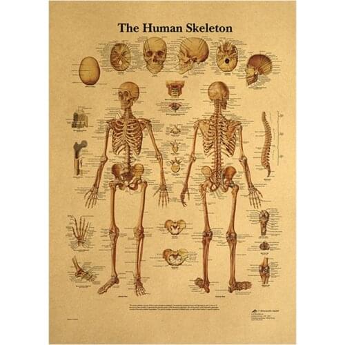 Vintage Poster Decoracion Painting Wall Paper Posters Wall Stickers The Body Structure Skeleton Nervous System