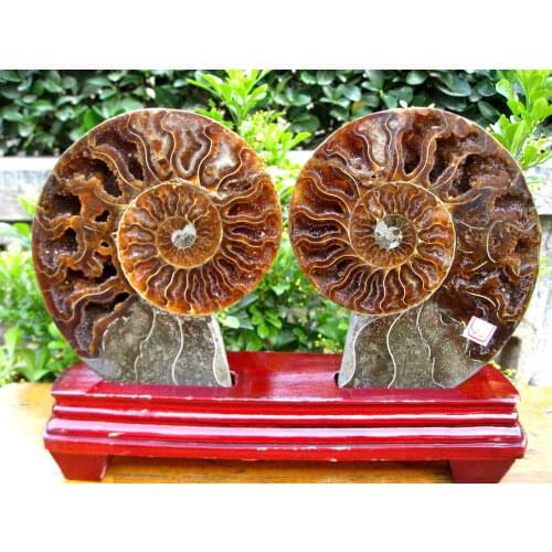 600g Best a pair of half&cut Ammonites Jurassic Fossil Madagascar+ 120g stand