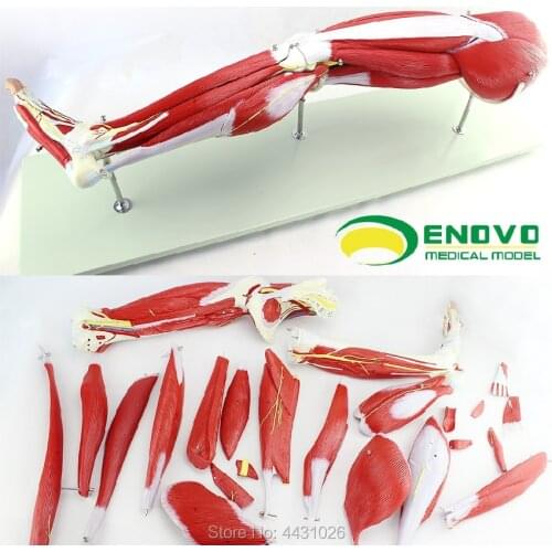 ENOVO Medical human lower extremity muscle anatomy model movement leg bone rehabilitation exercise teaching