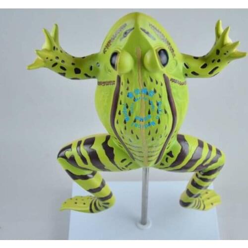 Free shipping&The The frog anatomy model,toad anatomical model,Animal anatomy teaching with frog
