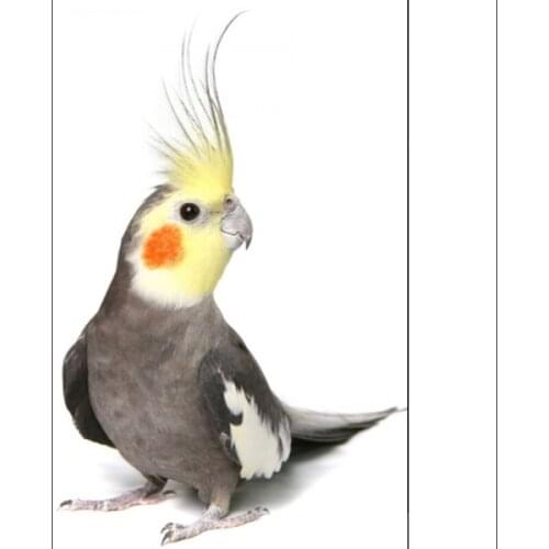 Full Square/Round Drill 5D DIY Diamond Painting "Animal bird " 3D Embroidery Cross Stitch 5D Home Decor gift