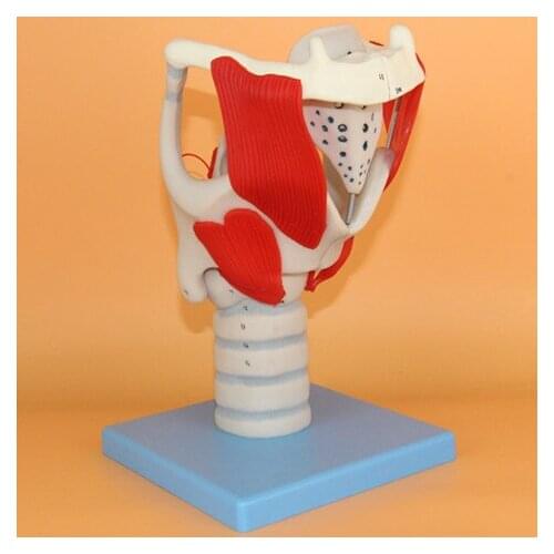 Human throat structure and function enlargement model Laryngeal anatomy model