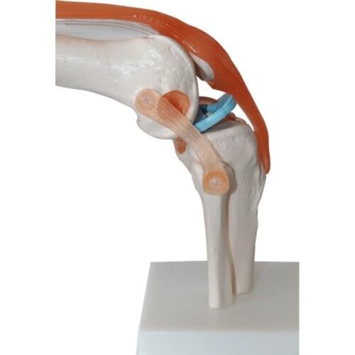 1:1 Lifesize Human Anatomy Knee Model Skeleton Medical Science Teaching Resources Greys Material For Teaching Resources Manikin