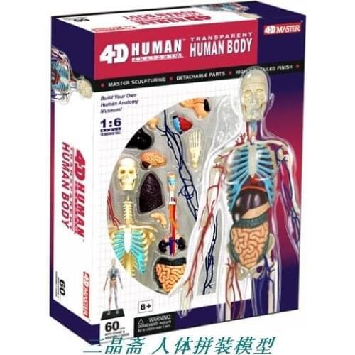 1 : 6 transparent systemic skeletal mdoel Human assembled model vascular medical education model SZ