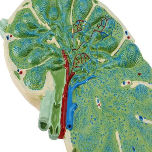 Lymph node Zoom model Biology teaching model Biological laboratory equipment Teaching equipment free shipping