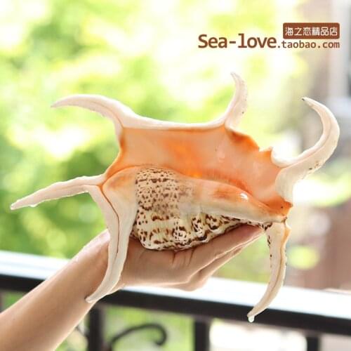 Hexagonal Conch Natural Shell Conch Creative Gift Mediterranean Home Decoration Tank Landscape Sea Snail Decoration Ornaments