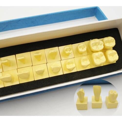 1:1 Permanent Teeth Model With Base dental tooth teeth dentist dentistry anatomical anatomy model dentistry tool dentistry