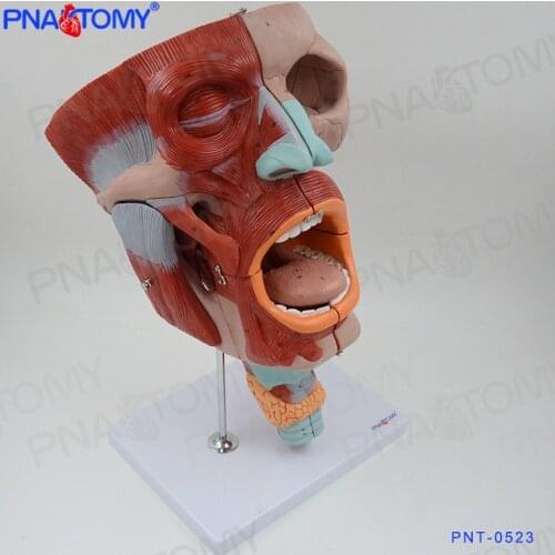 Muscular Head Model 10 Parts Skull Human Neck and Throat Anatomical Model Tongue Anatomy 2 Times Enlarged Oral Cavity Medical