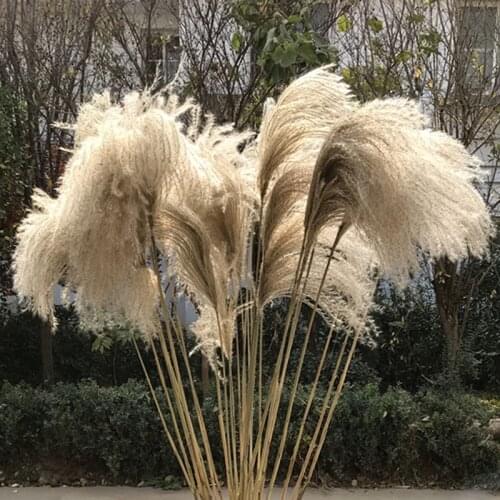10/30 Pcs Natural Pampas Grass Decor Dried Plants Reed Dusting Dried Flowers Decoration Wedding Flower Pampas Home Shop Ornament