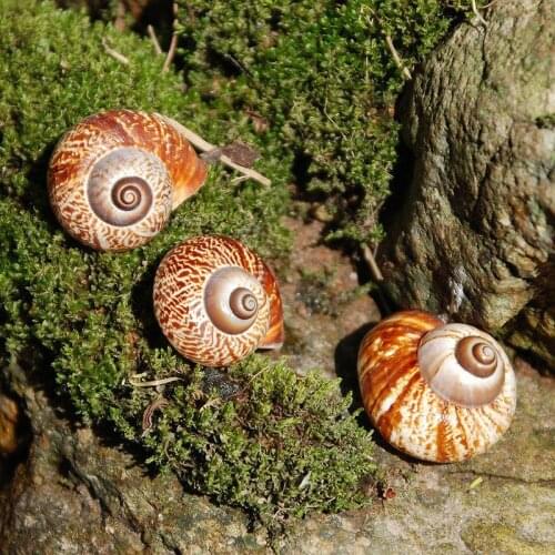 Rare natural sea snail conch shells small fine specimen collection diy
