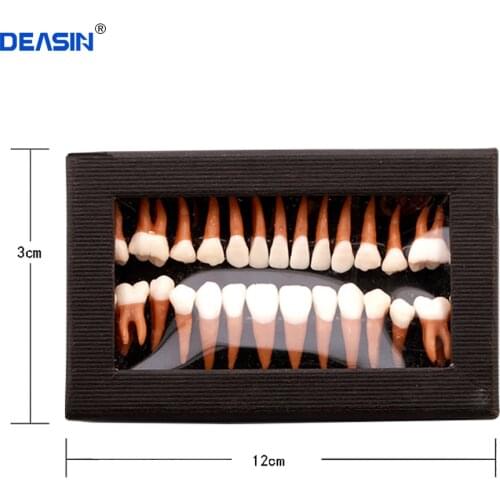 Dental Oral 28 PCS Adult Permanent Teeth Models Full month Dental gift Communication Tooth Models Odontologia