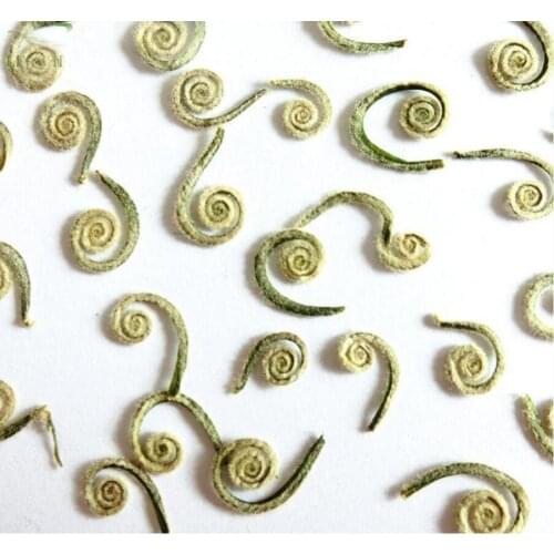 120pcs Pressed Dried Cycas revoluta Thunb Flower Plant Herbarium For Jewelry Postcard Invitation Card Phone Case DIY 60