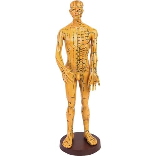 Model Of Human Man Marked With Acupuncture Points Meridian Display