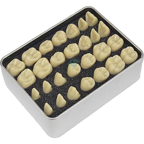 Dental Lab 5:1times Dental Simulation Teeth Teaching Model Simulated Particle Model