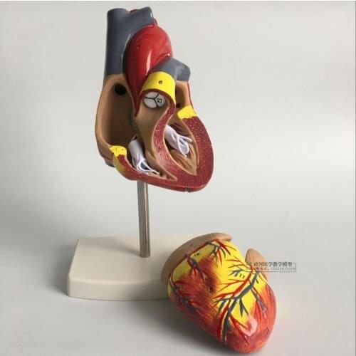 1: 1 Human Heart anatomical Model Medical Cardiology Heart anatomy teaching model with number mark