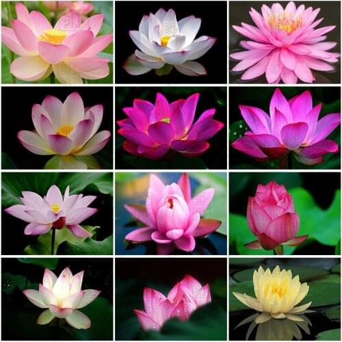5D Diamond Painting New Lotus Diamond Embroidery Cross Stitch Flower Pictures of Rhinestones Mosaic Handmade Gift Home Decor