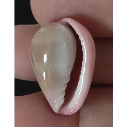 Conch Sea Shell Conch Coquillage Home Decoration DIY Craft Handmade Seashell Home Decor Coquilles de conque