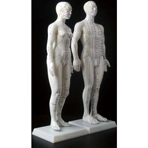 Acupuncture Model 50cm/48cm Male female with Base Human acupuncture meridians model Acupuncture Starter Kit