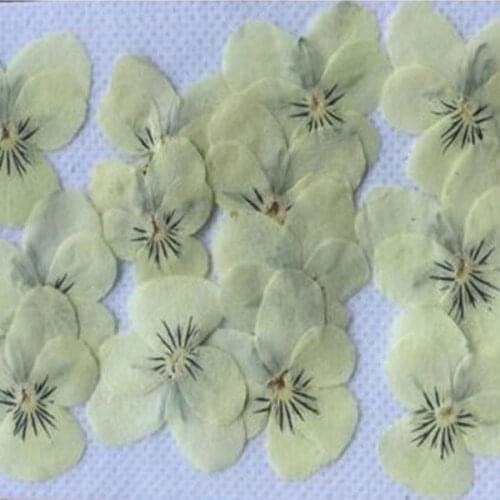 120pcs Dried Pressed Cream White Pansy Corydalis Suaveolens Hance Flower Plants Herbarium For Jewelry Pendant Earrings Making