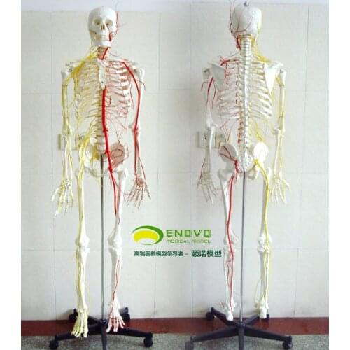 Genuine human 170CM skeleton nerve and vascular skeleton specimens skeletal medical skeleton model