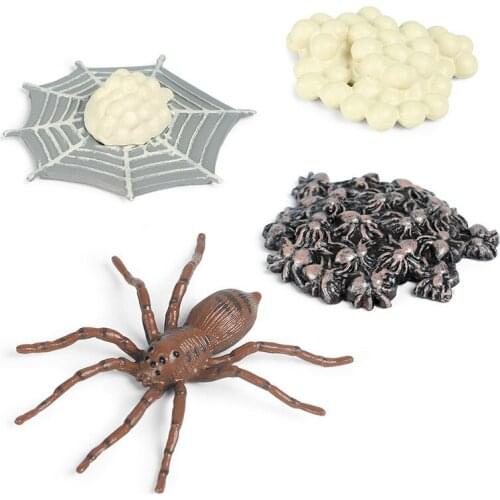Simulation Animal Insect Model Action Figures Mini Spider Growth Cycle Animal PVC Toys Figures Teaching Material Kids Baby Gifts