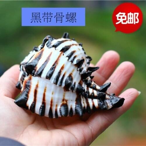 SHELL NATURAL BIG SNAIL NATURAL FAMILY HOME DECORATIONS, BEACH THEME PARTY WEDDING DECOR, DIY CRAFTS Black Murex shell