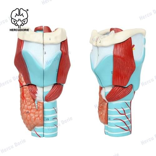 2X Enlarged Human Throat Model, Anatomically Accurate Throat Model Human Throat Anatomy for Science Classroom Study Display Teac