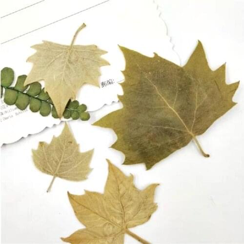 60pcs 2-5cm Pressed Dried Flower Phoenix tree leaves For Epoxy Resin Jewelry Making Nail Art Craft DIY Bookmark Accessories