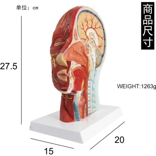 New 1:1Human Anatomical Half Head Face Anatomy Medical Brain Neck Median Section Study Model Nerve Blood Vessel For Teaching