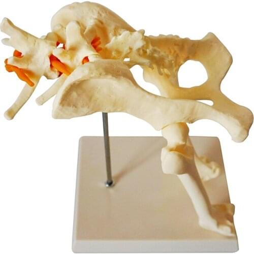 Dog hip joint model dog skeleton bone animal veterinary teaching teaching instrument