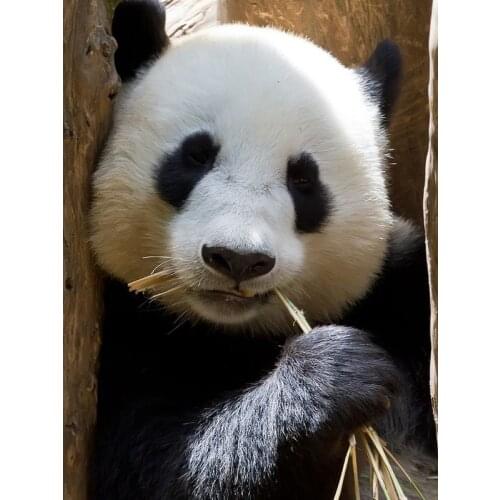 Full 5D DIY Diamond Painting Animal Cross Stitch pandas Resin Diamond Embroidery mosaic Arts Crafts home decoration painting