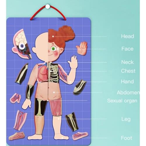 Magnetic Human Body Puzzle Anatomy Play Set Educational Toy Body Puzzles