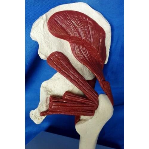 Medical teaching model Human Hip Muscle model Skeleton skeleton free shipping
