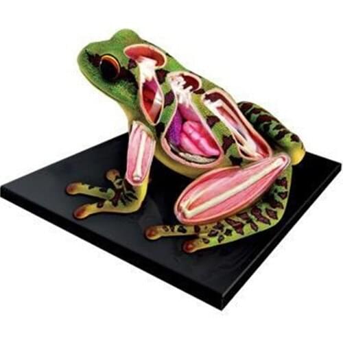 4D Master 4d Frog Anatomy Model