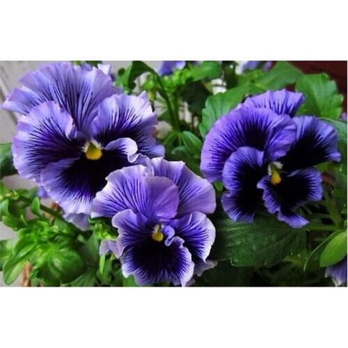 Purple Pansies flowers 40x30cm Diy diamond painting kits cross stitch kit Diamond embroidery for decoration of needlework TY23