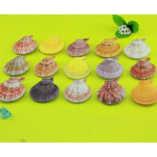 HappyKiss natural shells oration shell natural conch shell multicolour 4-6 escallop fish tank yangtz home decoration