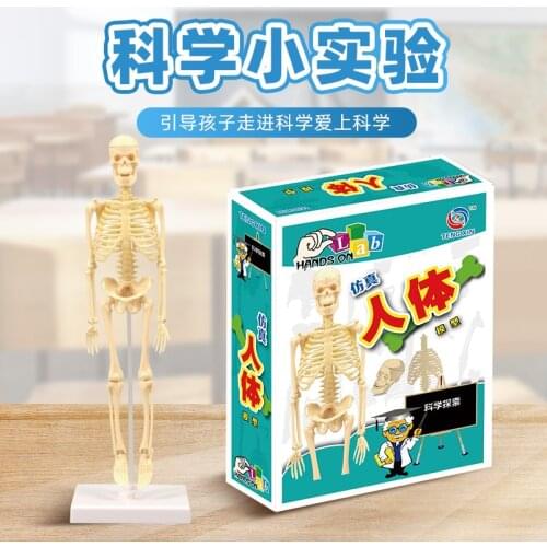 Human Skeleton Model Assembly Technology Production Experimental Toys for Materials Science Teaching Aids