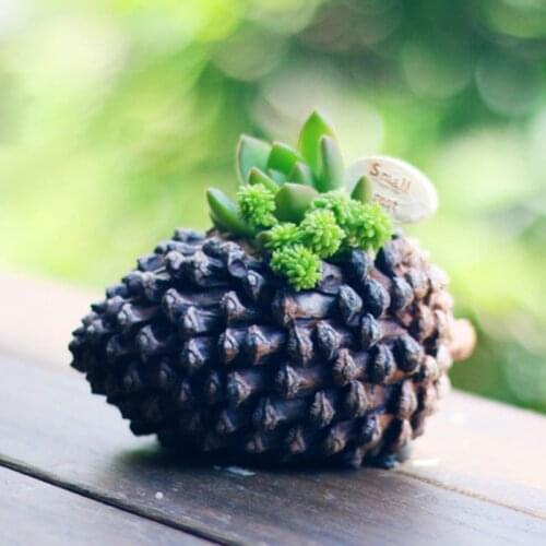 Mini Filbert Pine Cone Succulent Plants Planter Flowerpot Vase Bonsai Landscape Garden Decor