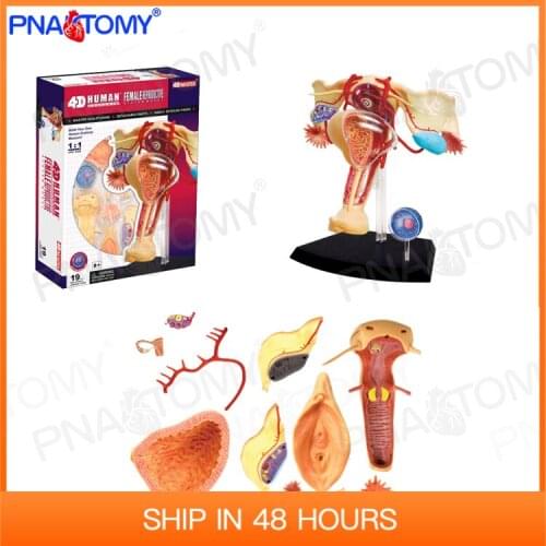Female Genital Organs Model Reproductive System Anatomy Detachable DIY Toy Educational Equipment With Manual 4D MASTER