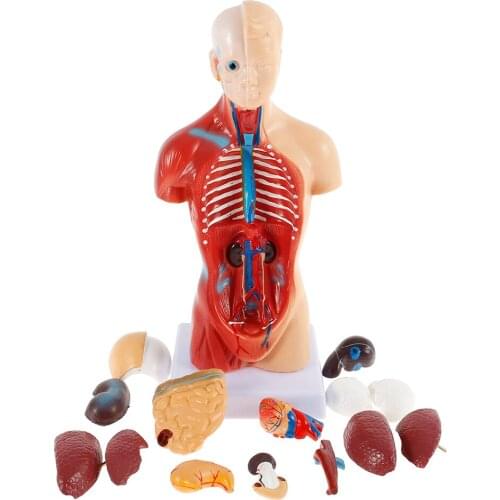 4D Anatomical Assembly Model Of Human Organs Model Toy Torso System Structure For Teaching Kids Children Early Educational Toys