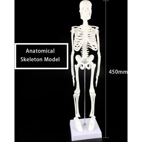 People Active Model skeleto Anatomy Skeleton Skeleton Model Medical Learning Decoration Skeleton